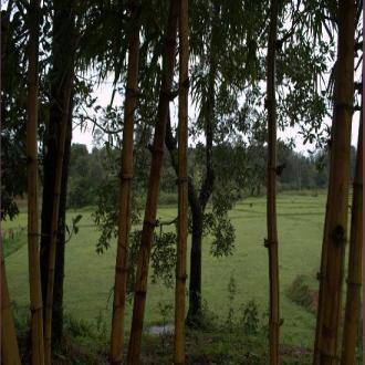 Stay In A Homestay In Coorg Bandikad, Coorg 3